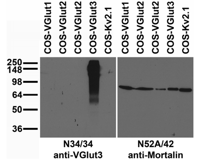 Western Blot image by UC Davis/NIH NeuroMab Facility