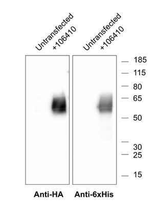 Western Blot image by Addgene