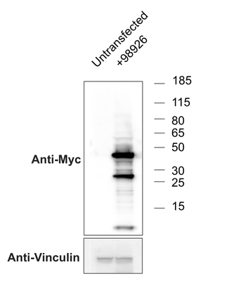 Western Blot image by Addgene