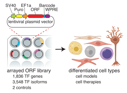 A diagram of lentiviral plasmids arrayed in a multi-well plate, labeled “arrayed ORF library”. To the right is an image of lentiviral plasmids inducing cellular differentiation into different cell types.