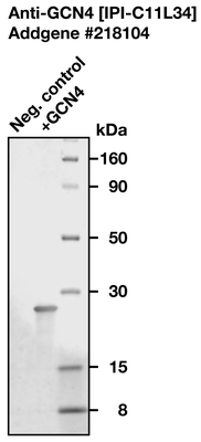 Western Blot image by Institute for Protein Innovation (IPI)