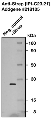 Western Blot image by Institute for Protein Innovation (IPI)