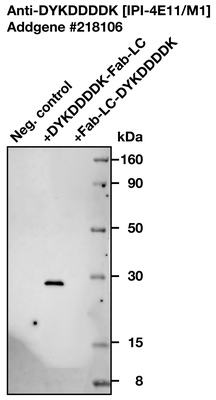 Western Blot image by Institute for Protein Innovation (IPI)