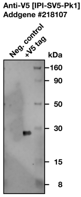Western Blot image by Institute for Protein Innovation (IPI)