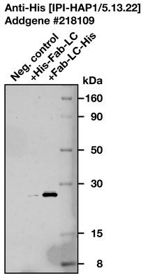 Western Blot image by Institute for Protein Innovation (IPI)
