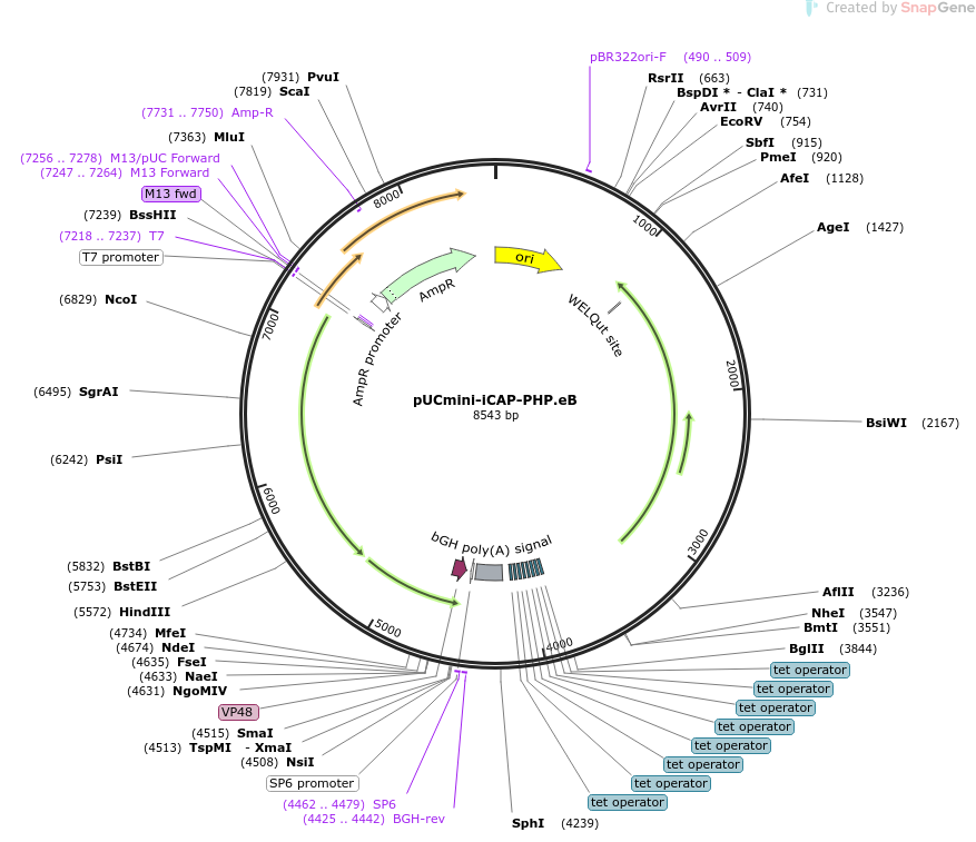 103005-plasmid-map-sequence-id-465217