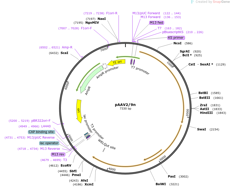 112865-plasmid-map-sequence-id-350300