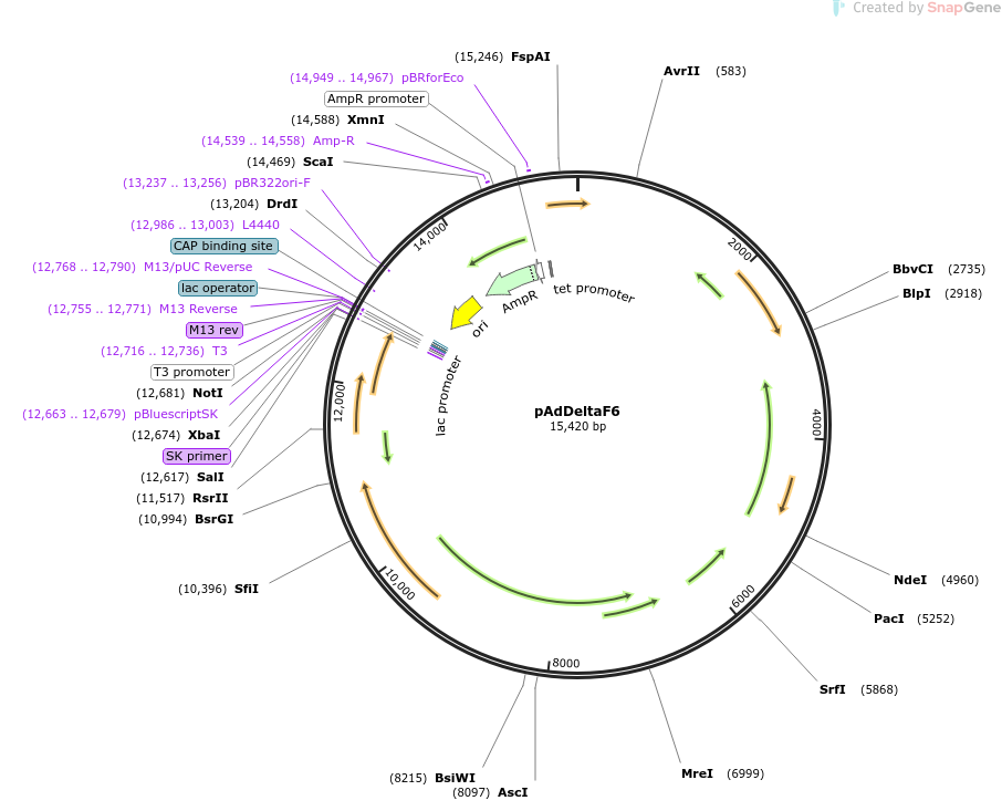 112867-plasmid-map-sequence-id-372973