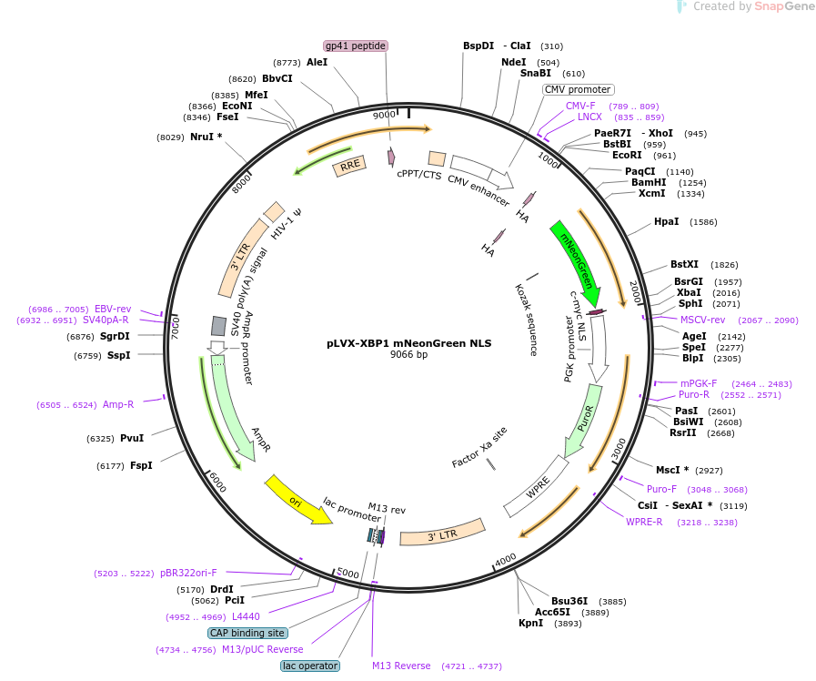 115968-plasmid-map-sequence-id-339772