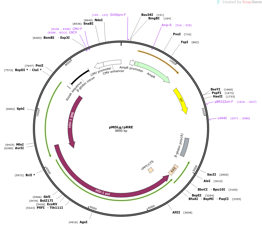 12251-plasmid-map-sequence-id-433915