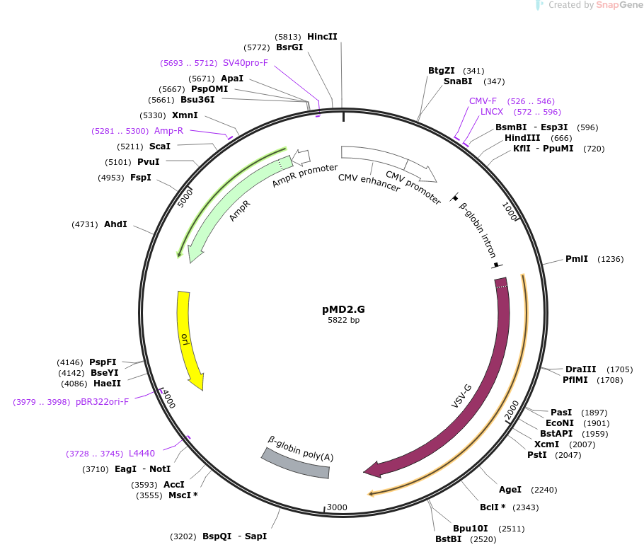 12259-plasmid-map-sequence-id-443804