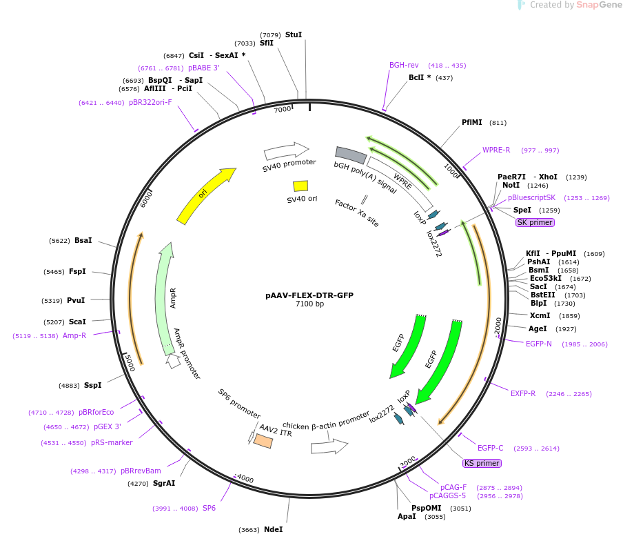 124364-plasmid-map-sequence-id-258719