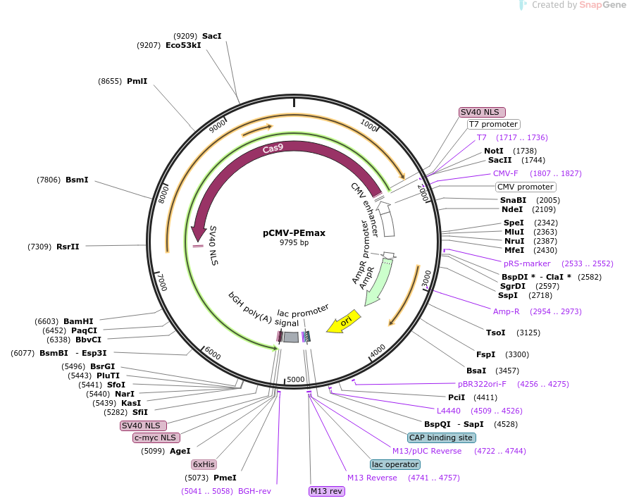 174820-plasmid-map-sequence-id-406249