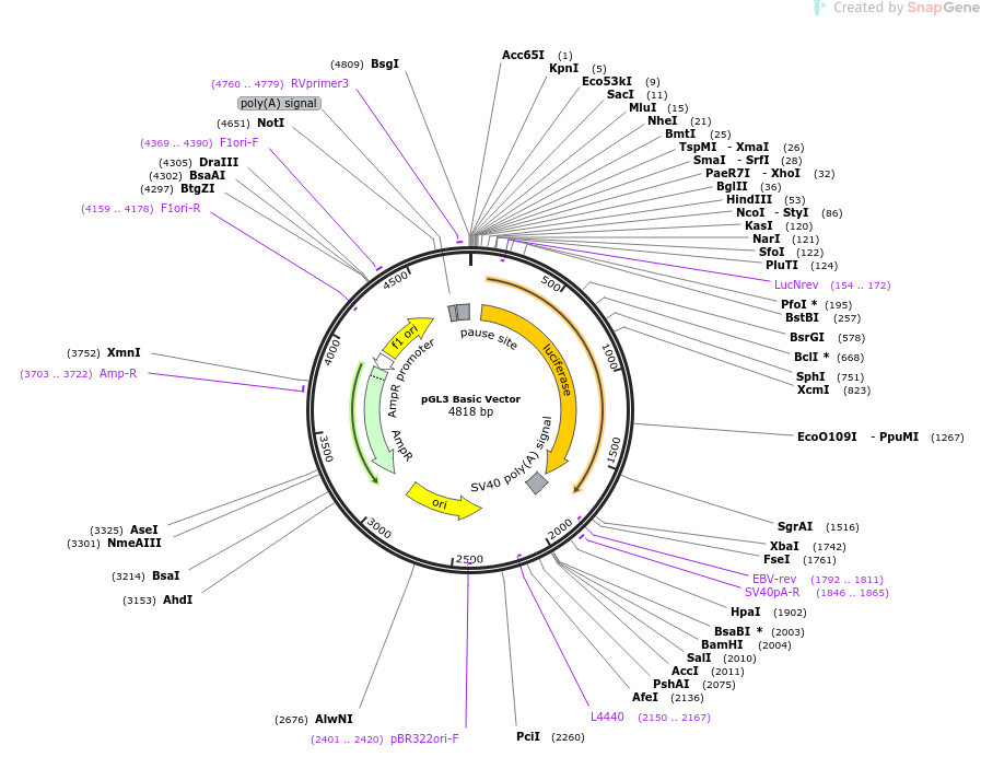 212936-plasmid-map-sequence-id-419196