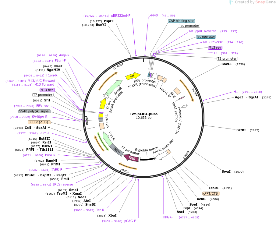 21915-plasmid-map-sequence-id-326721