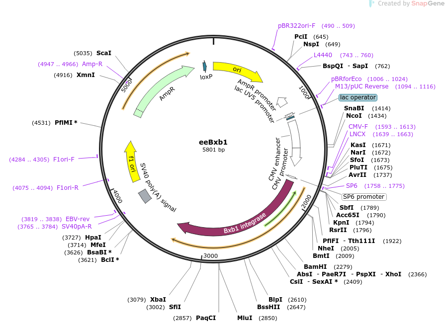 222339-plasmid-map-sequence-id-437337