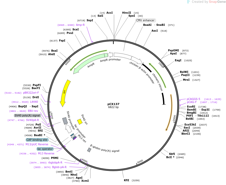229212-plasmid-map-sequence-id-457234