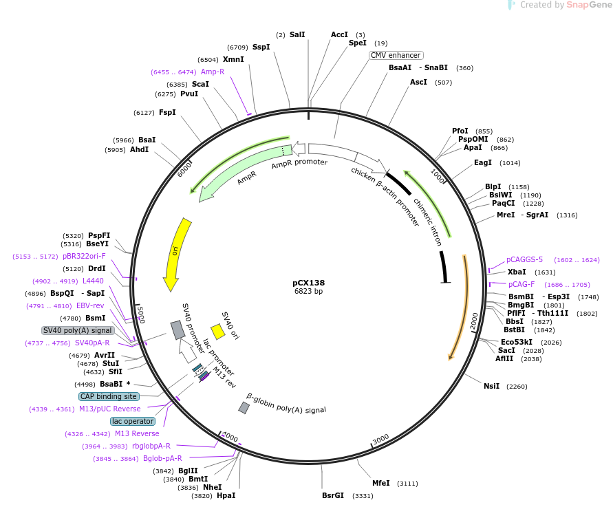 229213-plasmid-map-sequence-id-457233