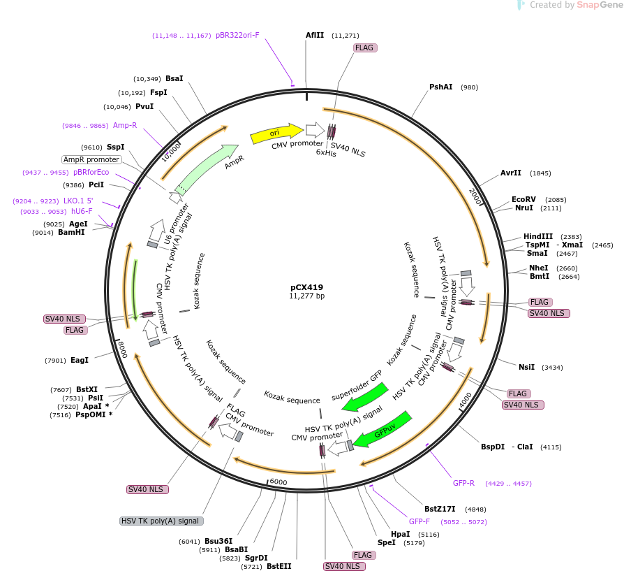 229216-plasmid-map-sequence-id-457179