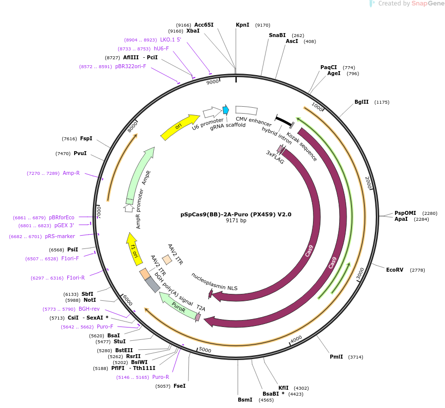 62988-plasmid-map-sequence-id-456946