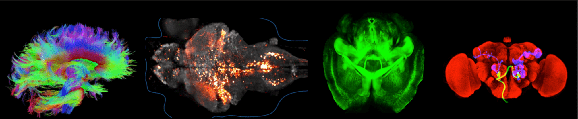 Brain images from the BRAIN Initiative