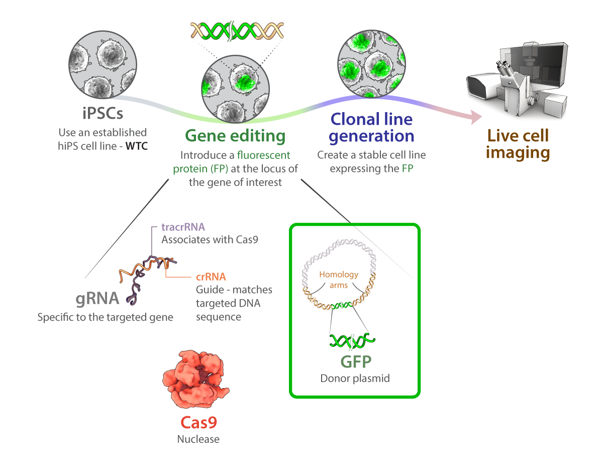 Schematic for gene editing of Allen Institute for Cell Science stem cells