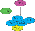 mtor complex icon