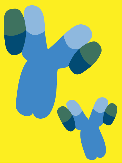 decorative antibodies