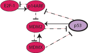 p53 pathway icon