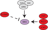 ras pathway icon