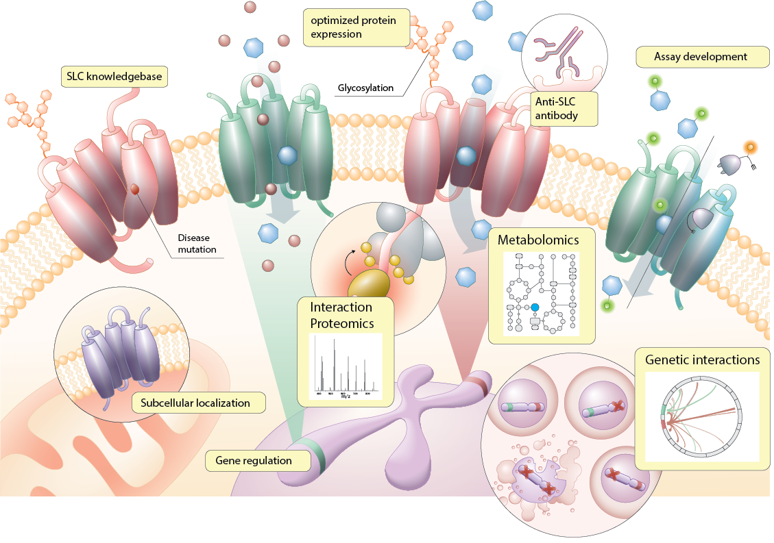 Figure shows four transmembrane proteins integrated within the cell membrane's lipid bilayer each presenting four to five transmembrane cylindrical subunits that create a channel and allow for solute flux into the cell. Two of the proteins are decorated with oligosaccharides in the extracellular domain. The first protein is labeled as "SLC knowledgebase" and shows a disease mutation that results in the improper folding of one of the subunits and the obstruction of the channel. The second protein is labeled as "optimized protein expression". The third protein shows a circular zoom in image of an antibody recognizing the extracellular domain which is labeled as "anti-SLC antibody", and another circular zoom in image of a number of globular elements interacting with the intracellular domain which is labeled as "interaction proteomics". The fourth protein is labeled as "assay development" and is shown allowing the influx of elements that are attached to green and orange reporters. Inside of the cell, another transmembrane protein is embedded in the mitochondrial membrane and is labelled as "subcellular localization". Within the nucleus, two sections of a X-shaped chromosome titled as "gene regulation" are highlighted in green and red. The color extends towards two of the transmembrane proteins, with the label "metabolomics". Lastly, a circular panel labeled as "genetic interactions" shows four different cells with chromosomes highlighting two sections in different colors, some of them are crosses. One of the cells is in apoptosis, and its chromosome contains two crosses.